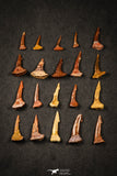 21647 - Great Collection of 20 Onchopristis numidus Cretaceous Sawfish Rostral Teeth Cretaceous