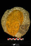 30538 - Top Quality 6.89 Inch Cambropallas telesto Middle Cambrian Trilobite