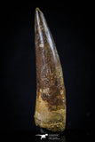 20425 - Well Preserved 2.60 Inch Spinosaurus Dinosaur Tooth Cretaceous