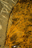 30538 - Top Quality 6.89 Inch Cambropallas telesto Middle Cambrian Trilobite