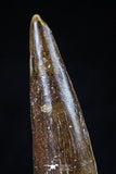 20425 - Well Preserved 2.60 Inch Spinosaurus Dinosaur Tooth Cretaceous