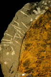 30538 - Top Quality 6.89 Inch Cambropallas telesto Middle Cambrian Trilobite