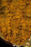 30538 - Top Quality 6.89 Inch Cambropallas telesto Middle Cambrian Trilobite