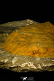 30538 - Top Quality 6.89 Inch Cambropallas telesto Middle Cambrian Trilobite