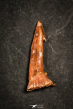 21647 - Great Collection of 20 Onchopristis numidus Cretaceous Sawfish Rostral Teeth Cretaceous