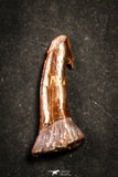 21647 - Great Collection of 20 Onchopristis numidus Cretaceous Sawfish Rostral Teeth Cretaceous