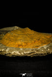 30538 - Top Quality 6.89 Inch Cambropallas telesto Middle Cambrian Trilobite