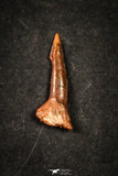 21647 - Great Collection of 20 Onchopristis numidus Cretaceous Sawfish Rostral Teeth Cretaceous