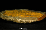 30538 - Top Quality 6.89 Inch Cambropallas telesto Middle Cambrian Trilobite