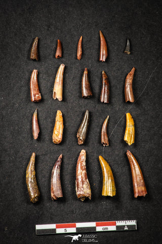 21648 - Great Collection of 20 Aidachar pankowskii Predatory Cretaceous Fish Tooth KemKem Beds