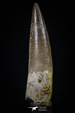 20426 - Nicely Preserved 2.37 Inch Spinosaurus Dinosaur Tooth Cretaceous