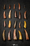 21648 - Great Collection of 20 Aidachar pankowskii Predatory Cretaceous Fish Tooth KemKem Beds