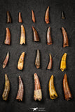 21648 - Great Collection of 20 Aidachar pankowskii Predatory Cretaceous Fish Tooth KemKem Beds