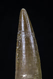 20426 - Nicely Preserved 2.37 Inch Spinosaurus Dinosaur Tooth Cretaceous