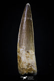 20426 - Nicely Preserved 2.37 Inch Spinosaurus Dinosaur Tooth Cretaceous