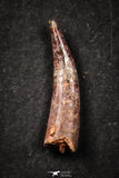 21648 - Great Collection of 20 Aidachar pankowskii Predatory Cretaceous Fish Tooth KemKem Beds