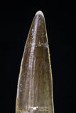 20426 - Nicely Preserved 2.37 Inch Spinosaurus Dinosaur Tooth Cretaceous