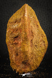 07551 - Beautiful 2.99 Inch Cretaceous Crocodile Dermal Scute Bone KemKem