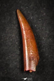 21648 - Great Collection of 20 Aidachar pankowskii Predatory Cretaceous Fish Tooth KemKem Beds