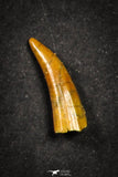 21648 - Great Collection of 20 Aidachar pankowskii Predatory Cretaceous Fish Tooth KemKem Beds