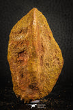 07551 - Beautiful 2.99 Inch Cretaceous Crocodile Dermal Scute Bone KemKem