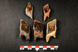 21649 - Great Collection of 5 Lepidotes pankowskii Dental Plate Cretaceous KemKem Beds