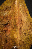 07551 - Beautiful 2.99 Inch Cretaceous Crocodile Dermal Scute Bone KemKem