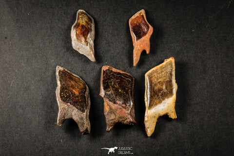 21649 - Great Collection of 5 Lepidotes pankowskii Dental Plate Cretaceous KemKem Beds