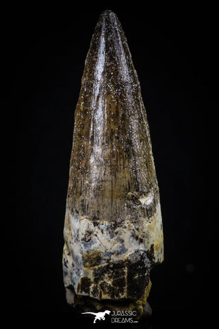 20427 - Nicely Preserved 2.38 Inch Spinosaurus Dinosaur Tooth Cretaceous