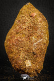07551 - Beautiful 2.99 Inch Cretaceous Crocodile Dermal Scute Bone KemKem