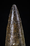 20427 - Nicely Preserved 2.38 Inch Spinosaurus Dinosaur Tooth Cretaceous