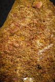 07551 - Beautiful 2.99 Inch Cretaceous Crocodile Dermal Scute Bone KemKem