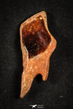 21649 - Great Collection of 5 Lepidotes pankowskii Dental Plate Cretaceous KemKem Beds