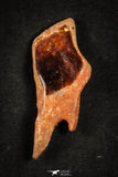 21649 - Great Collection of 5 Lepidotes pankowskii Dental Plate Cretaceous KemKem Beds