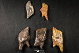 21649 - Great Collection of 5 Lepidotes pankowskii Dental Plate Cretaceous KemKem Beds