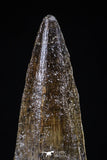 20427 - Nicely Preserved 2.38 Inch Spinosaurus Dinosaur Tooth Cretaceous