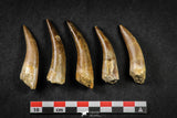 21650 - Great Collection of 5 Elasmosaur (Zarafasaura oceanis) Teeth