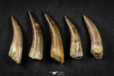 21650 - Great Collection of 5 Elasmosaur (Zarafasaura oceanis) Teeth