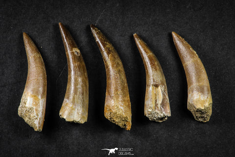 21650 - Great Collection of 5 Elasmosaur (Zarafasaura oceanis) Teeth