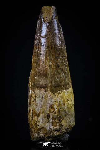20428 - Well Preserved 2.34 Inch Spinosaurus Dinosaur Tooth Cretaceous