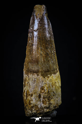 20428 - Well Preserved 2.34 Inch Spinosaurus Dinosaur Tooth Cretaceous