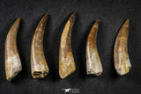 21650 - Great Collection of 5 Elasmosaur (Zarafasaura oceanis) Teeth