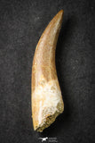 21650 - Great Collection of 5 Elasmosaur (Zarafasaura oceanis) Teeth