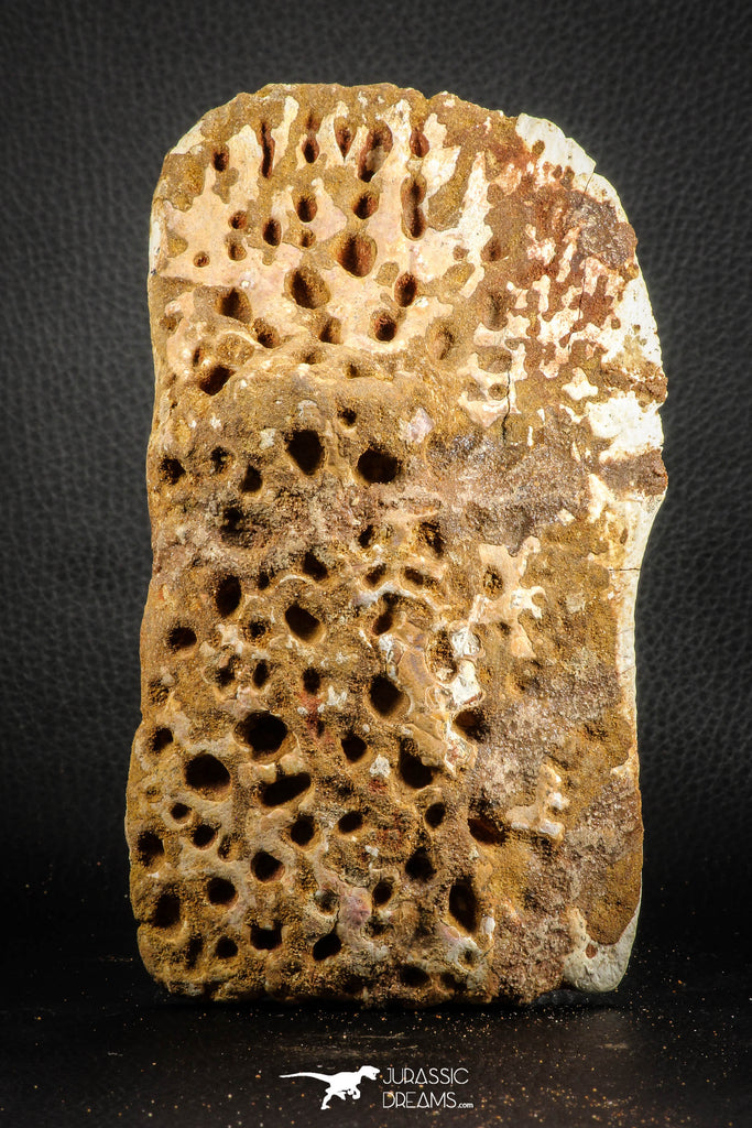 07553 - Top Huge 6.50 Inch Cretaceous Crocodile Dermal Scute Bone KemKem
