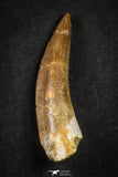 21650 - Great Collection of 5 Elasmosaur (Zarafasaura oceanis) Teeth