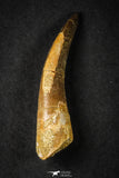 21650 - Great Collection of 5 Elasmosaur (Zarafasaura oceanis) Teeth
