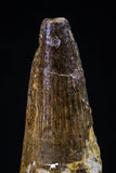 20428 - Well Preserved 2.34 Inch Spinosaurus Dinosaur Tooth Cretaceous