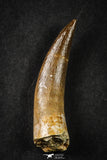 21650 - Great Collection of 5 Elasmosaur (Zarafasaura oceanis) Teeth