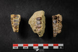 21651 - Great Collection of 3 Phacodus Dental Plate in Natural Matrix Late Cretaceous