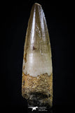 20429 - Nicely Preserved 2.11 Inch Spinosaurus Dinosaur Tooth Cretaceous